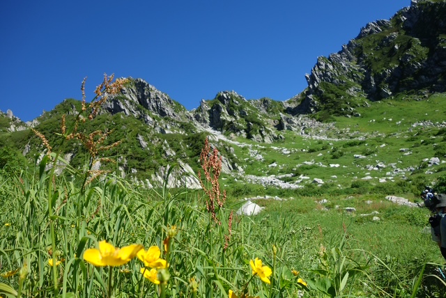 小さくも力強い高山植物1 宝剣岳登山道に咲く高山植物1