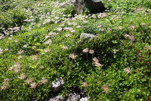 生命力を感じる高山植物3 宝剣岳登山道に咲く高山植物3